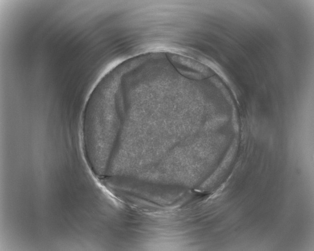 X0000065981048200603311859