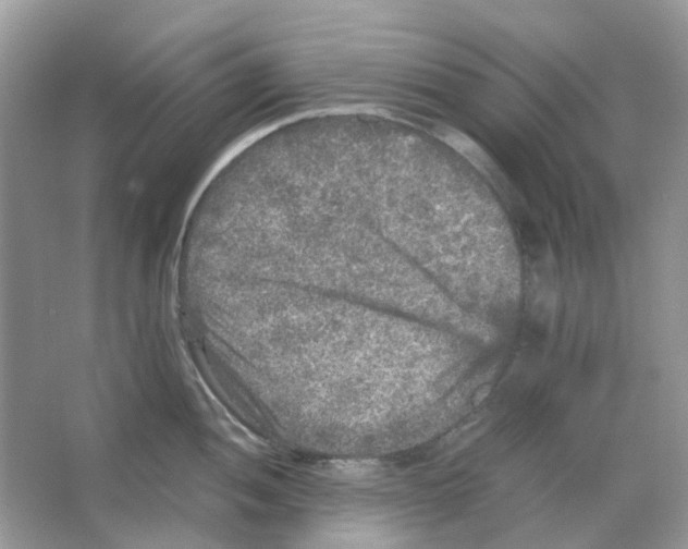 X0000065981052200603311859