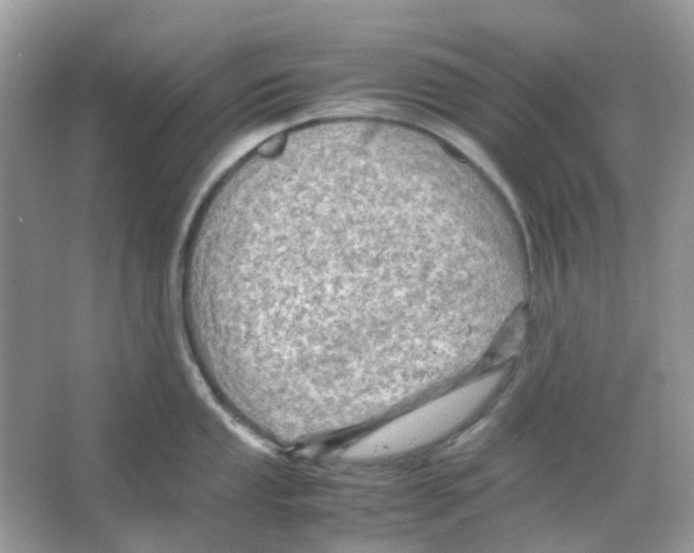 X0000065981053200603311900