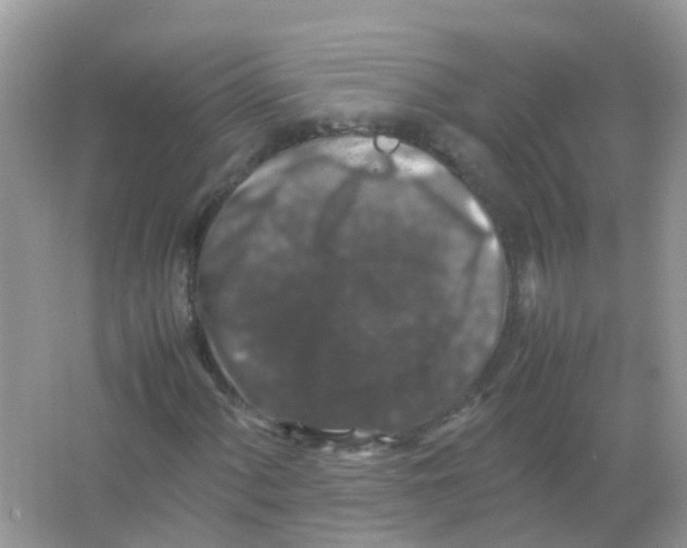 X0000065981060200603311859