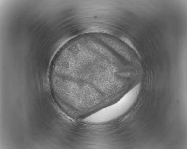 X0000065981068200603311859