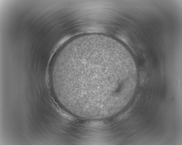 X0000065981074200603311858