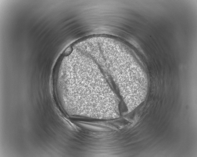 X0000065981076200603311858