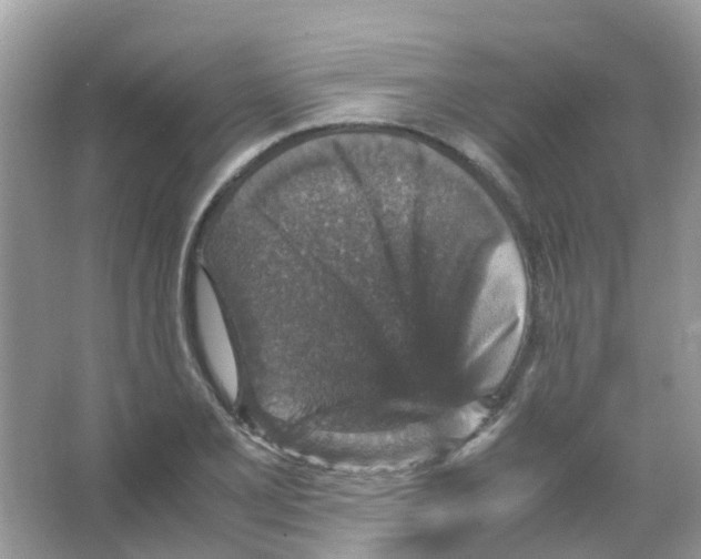 X0000065981077200603311858