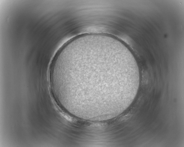 X0000065981078200603311858