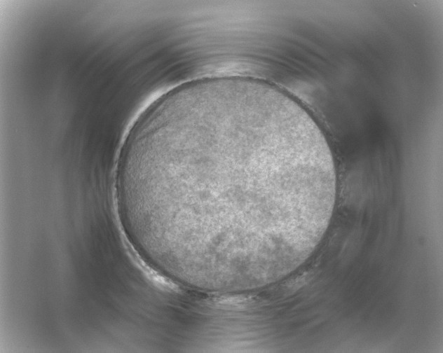 X0000065981086200603311858