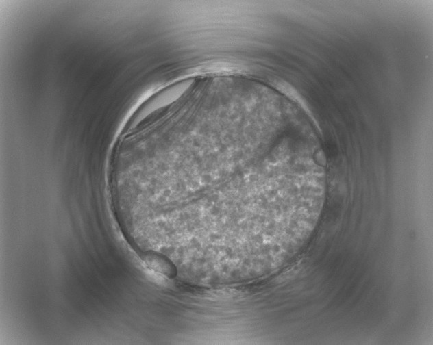 X0000065981091200603311858