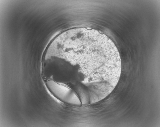 X0000065981095200603311858