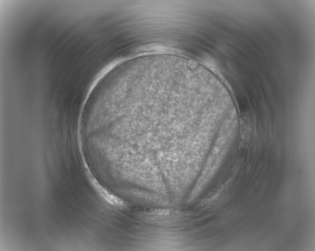 X0000065981098200603311858