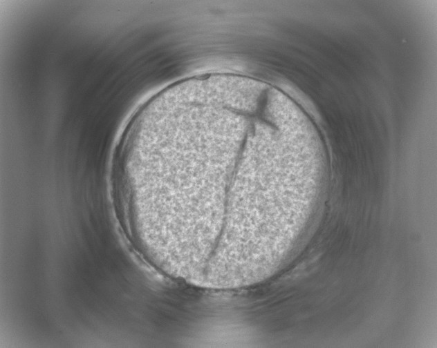 X0000065981104200603311858