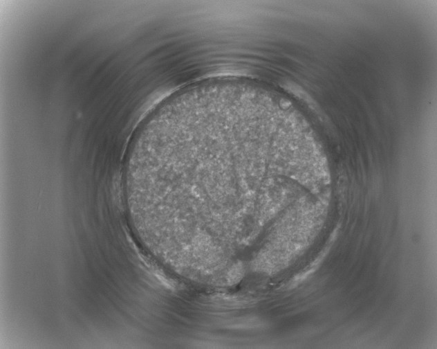 X0000065981121200603311857