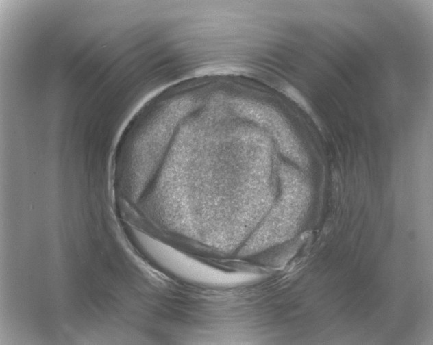 X0000065981124200603311857