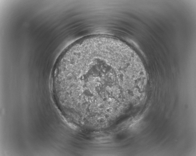 X0000065981125200603311857