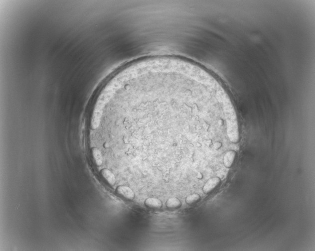 X0000065981126200603311857