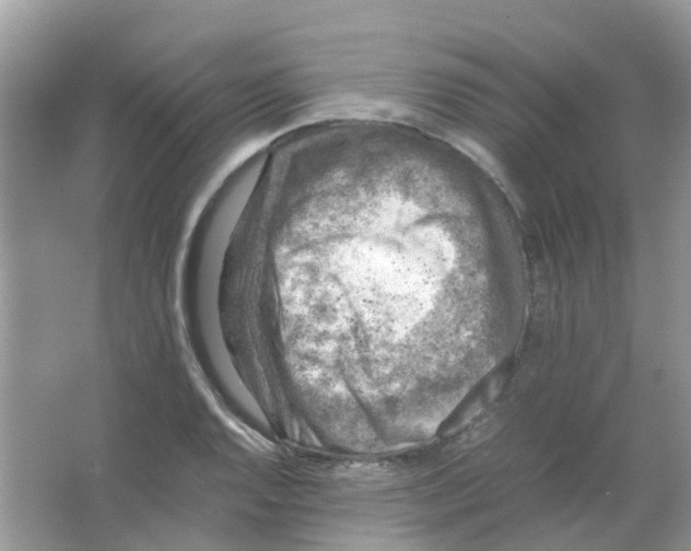 X0000065981128200603311858