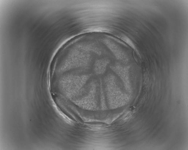 X0000065981132200603311858