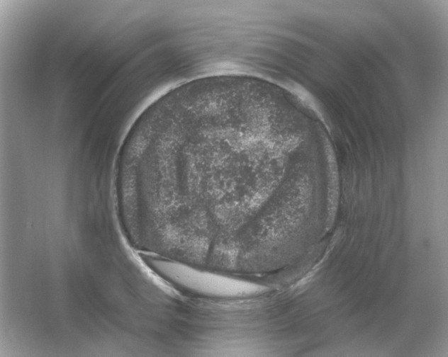 X0000065981142200603311858