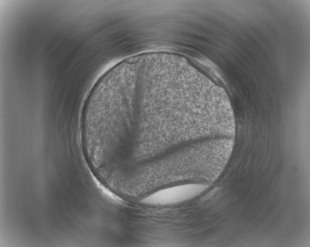 X0000065981143200603311858