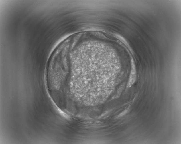 X0000065981149200603311858