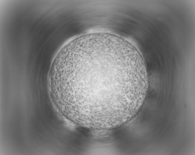 X0000065981150200603311858