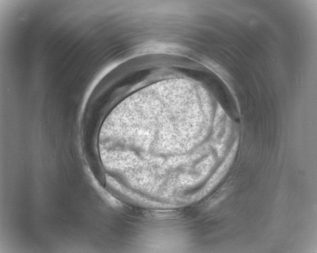 X0000065981152200603311858