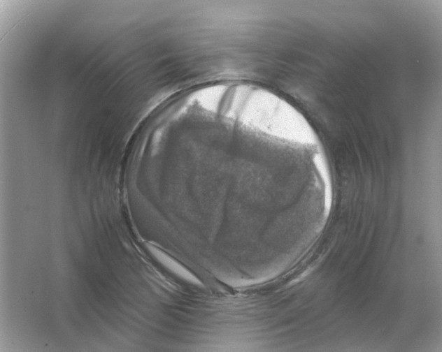 X0000065981170200603311857