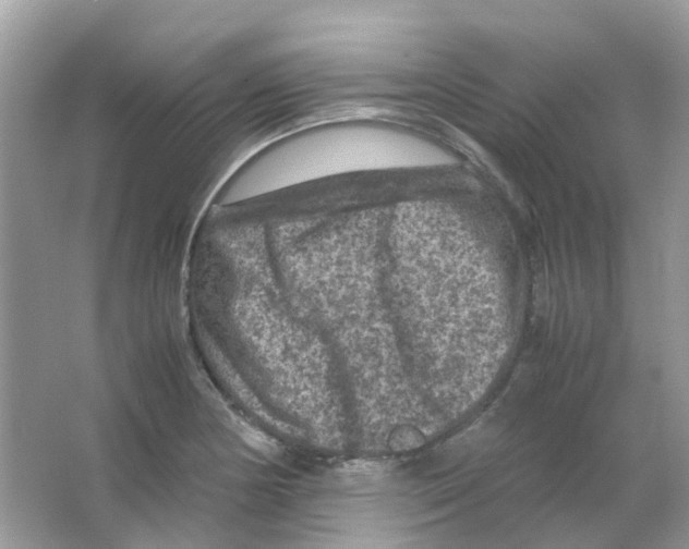 X0000065981178200603311857