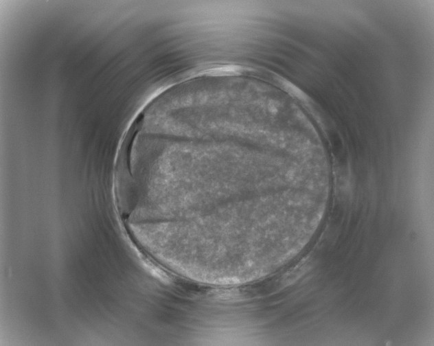 X0000065981194200603311856