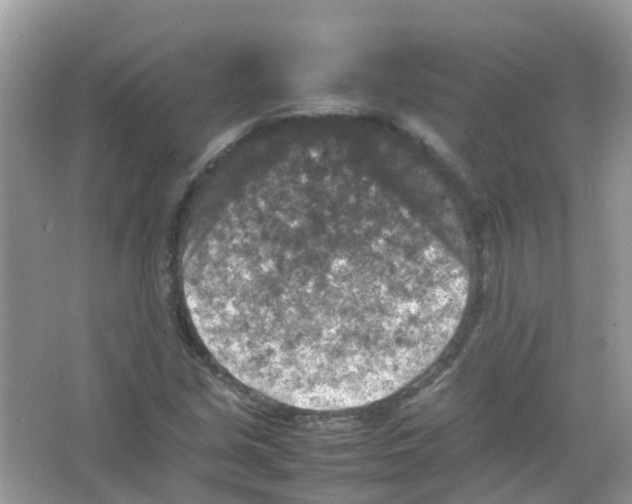 X0000065981213200603311856