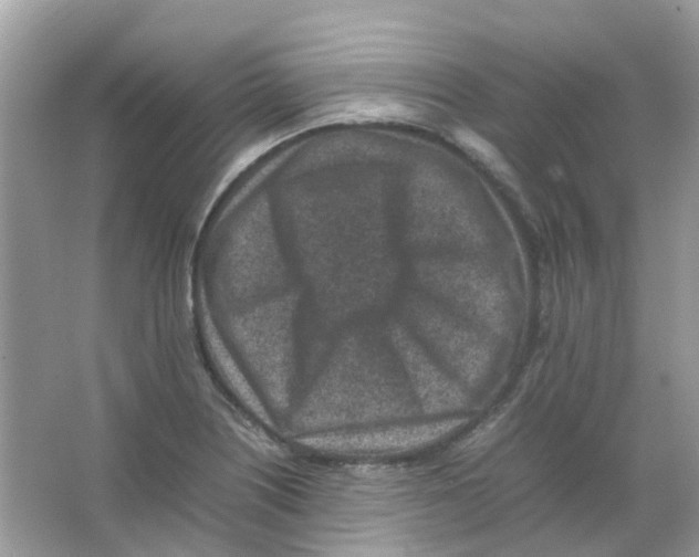 X0000065981226200603311856