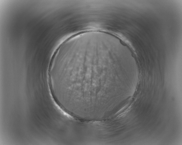 X0000065981239200603311856