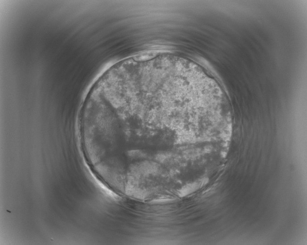 X0000065981243200603311856