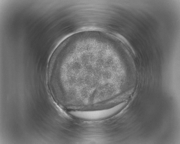 X0000065981244200603311856