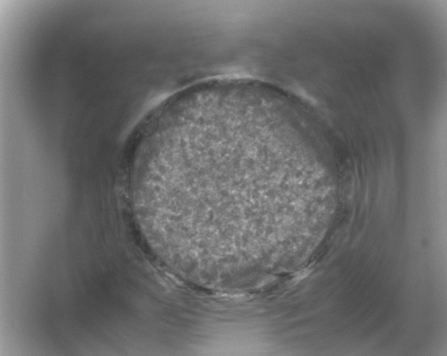 X0000065981255200603311855