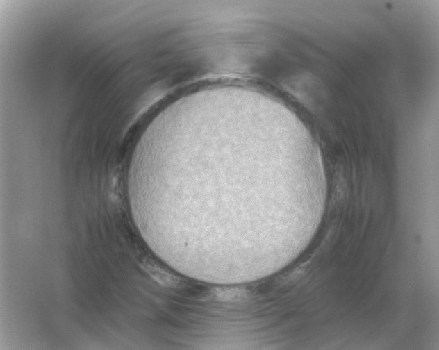 X0000065981258200603311855