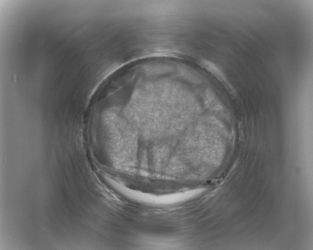 X0000065981260200603311855