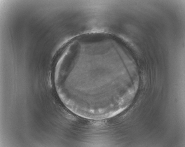 X0000065981262200603311855