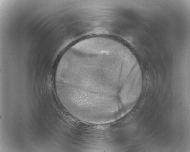 X0000065981266200603311855