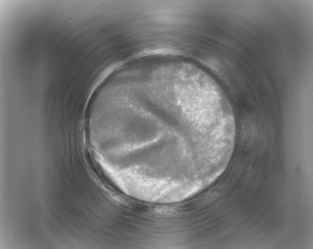 X0000065981274200603311855