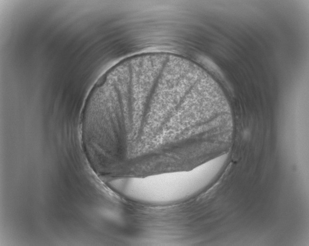 X0000065981284200603311855