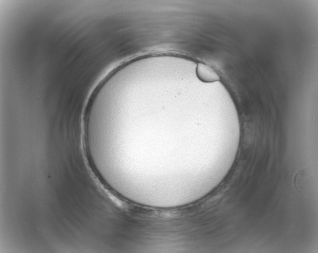 X0000065981286200603311855