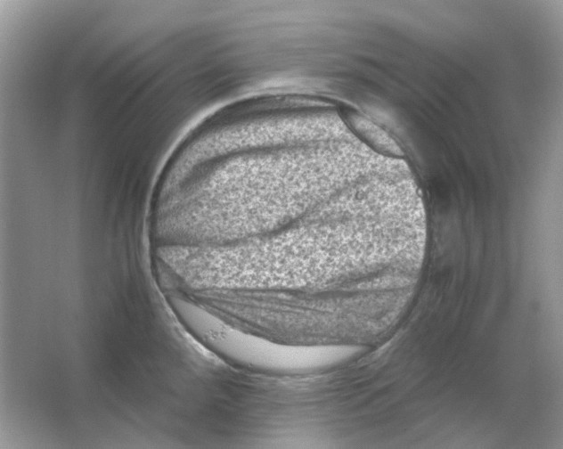 X0000065981288200603311855