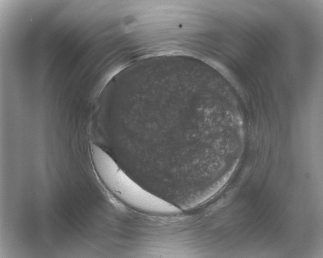 X0000065981289200603311855