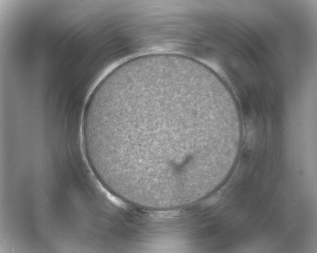 X0000065981294200603311855