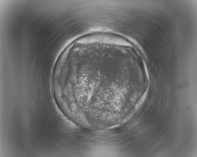 X0000065981295200603311855