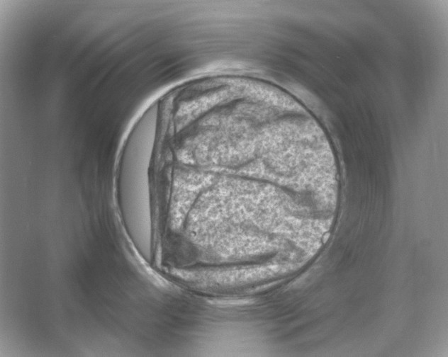 X0000065981296200603311855