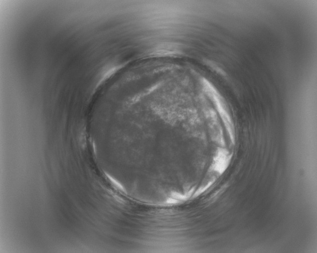 X0000065981306200603311854