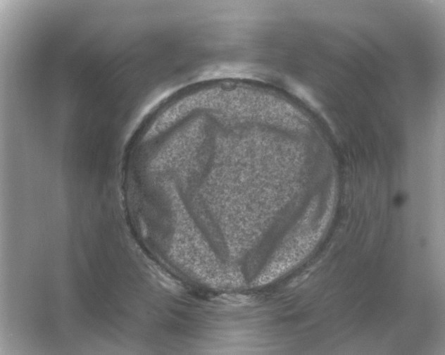 X0000065981312200603311854