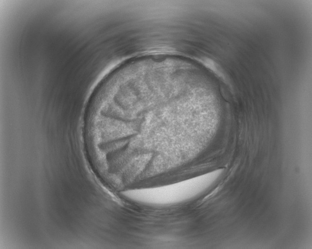 X0000065981325200603311854