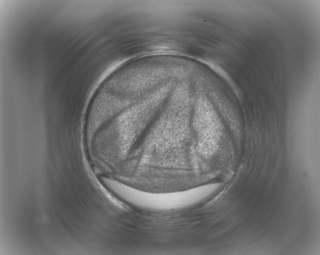 X0000065981333200603311855